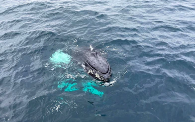 Whale surfacing during whale watching tour in open ocean.