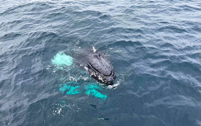 Whale surfacing during whale watching tour in open ocean.