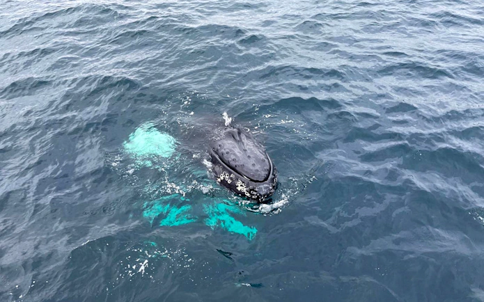Whale surfacing during whale watching tour in open ocean.