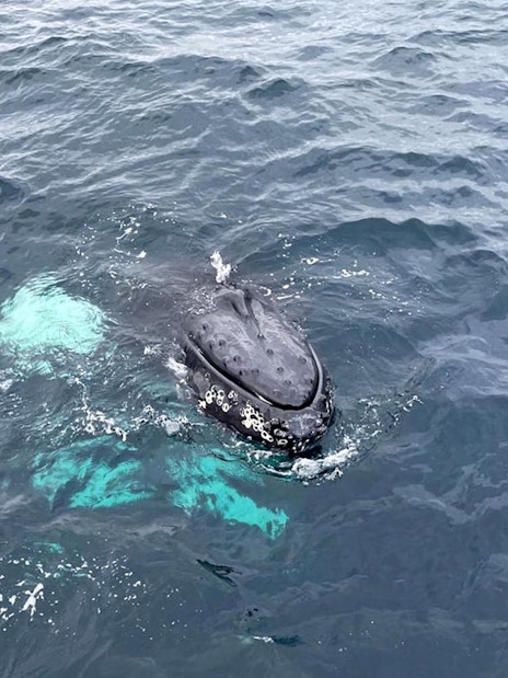 Whale surfacing during whale watching tour in open ocean.