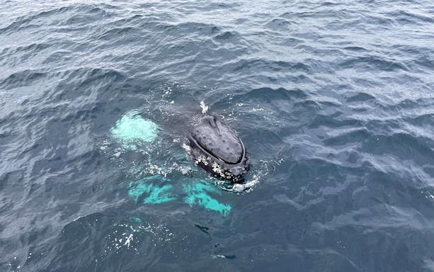 Whale surfacing during whale watching tour in open ocean.