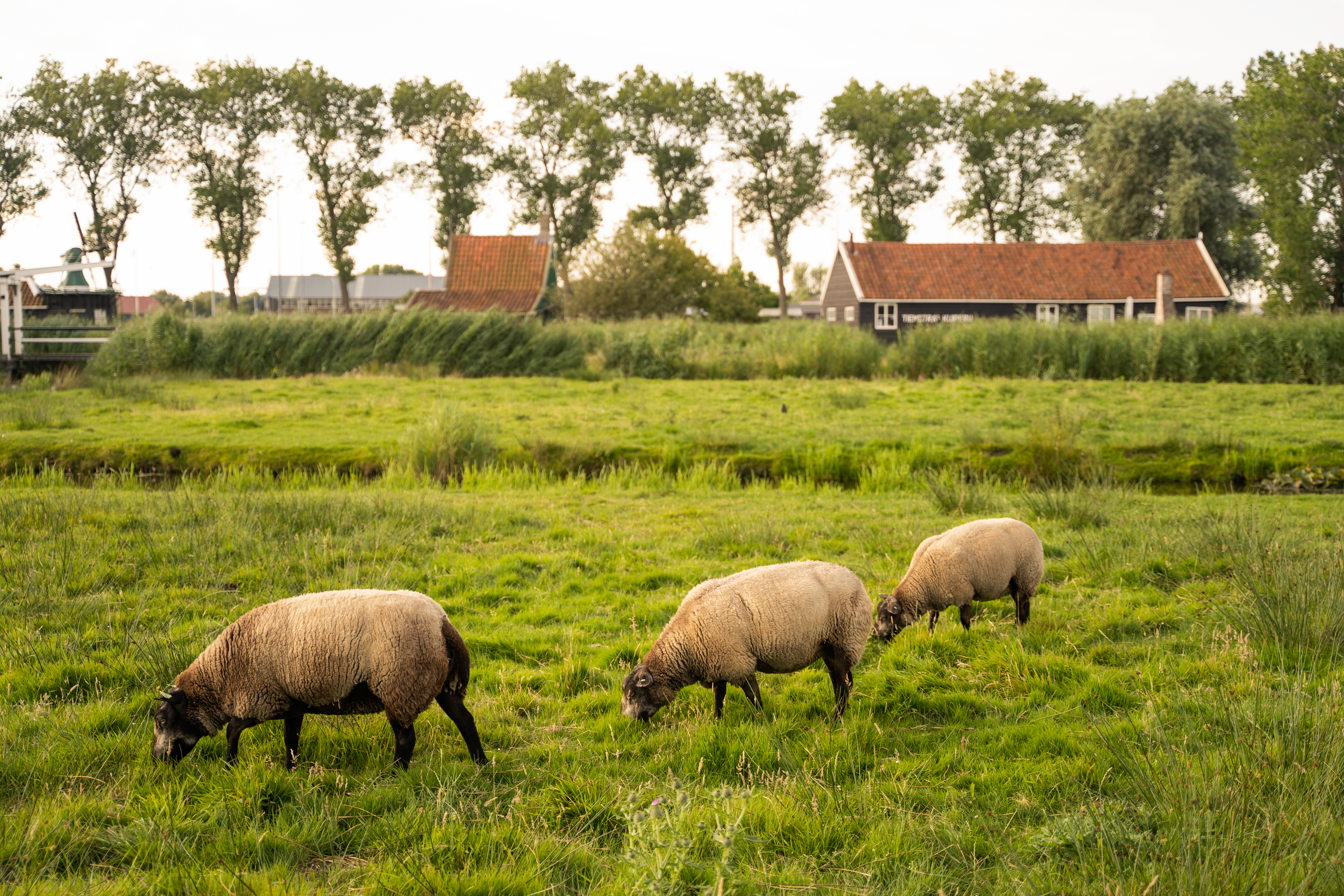 The rolling pastures