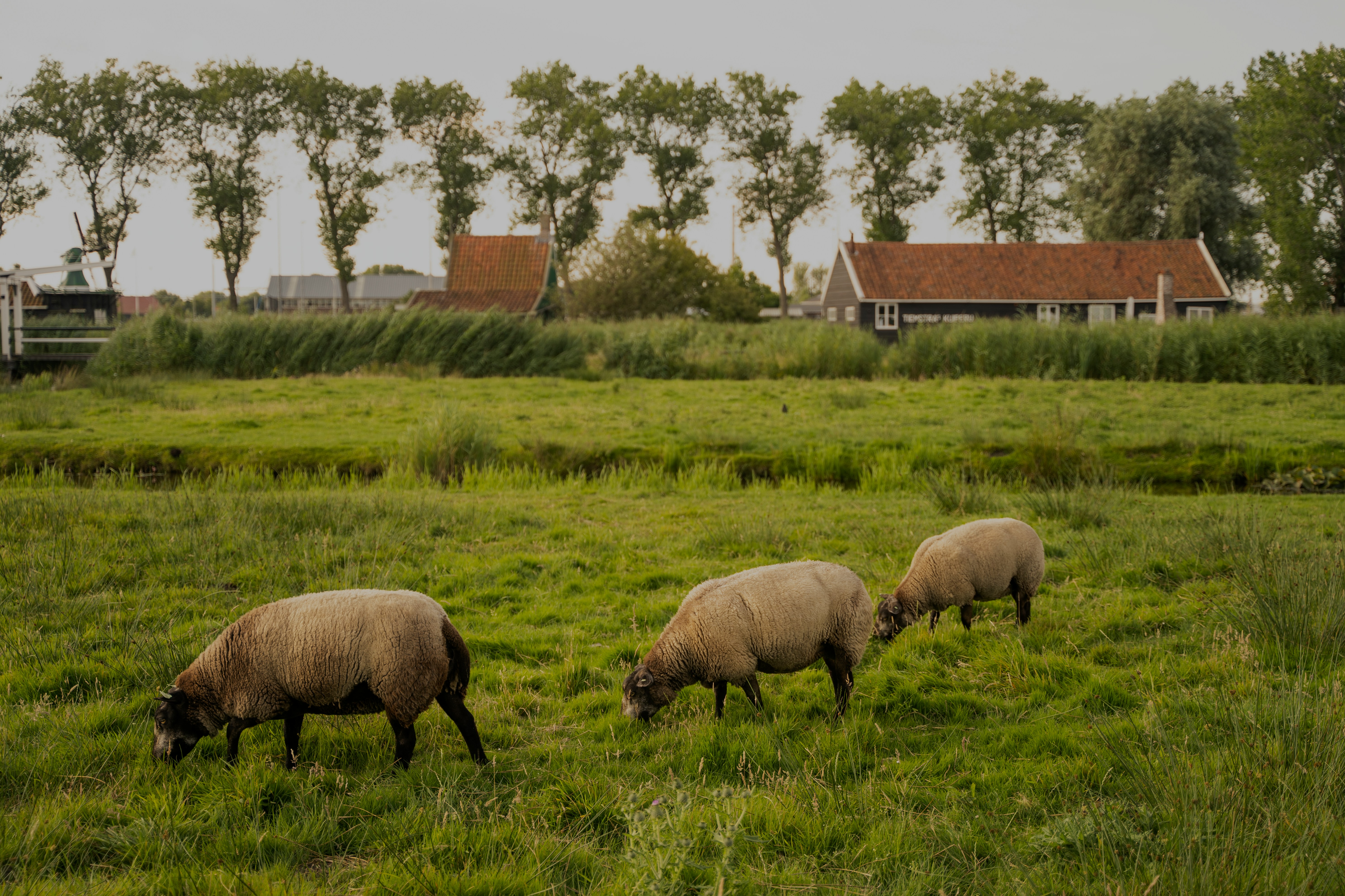 The rolling pastures