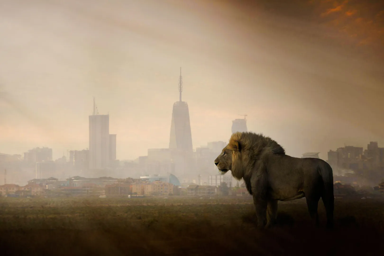 Lion standing with Nairobi skyline in the background, Nairobi City Tour Experience.