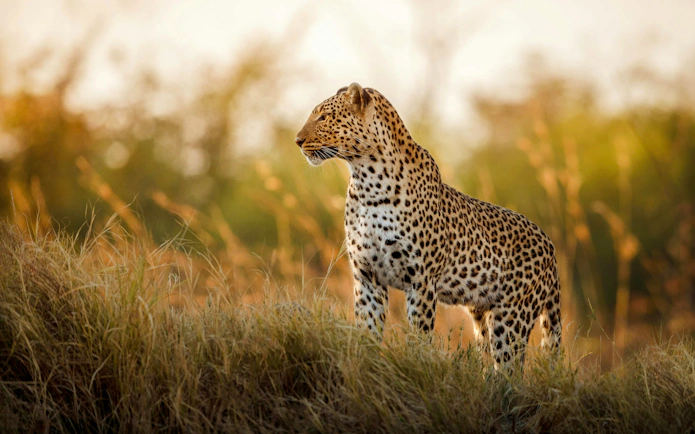 African leopard standing in grassland during sunset.