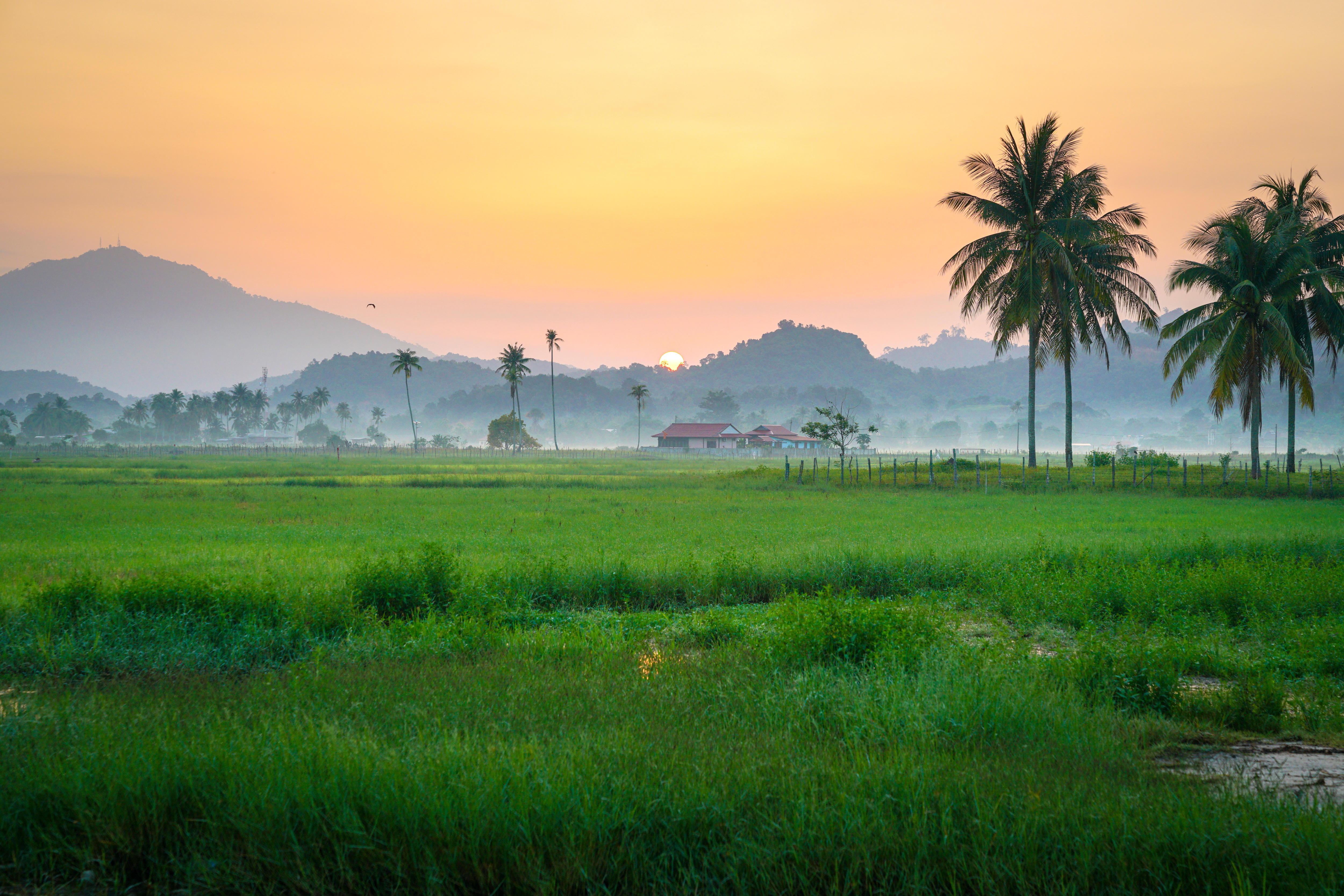 Burnt rice field in Langkawi with charred stalks and surrounding greenery.