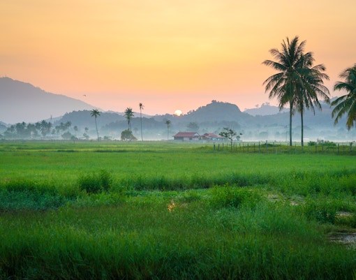 Burnt rice field in Langkawi with charred stalks and surrounding greenery.