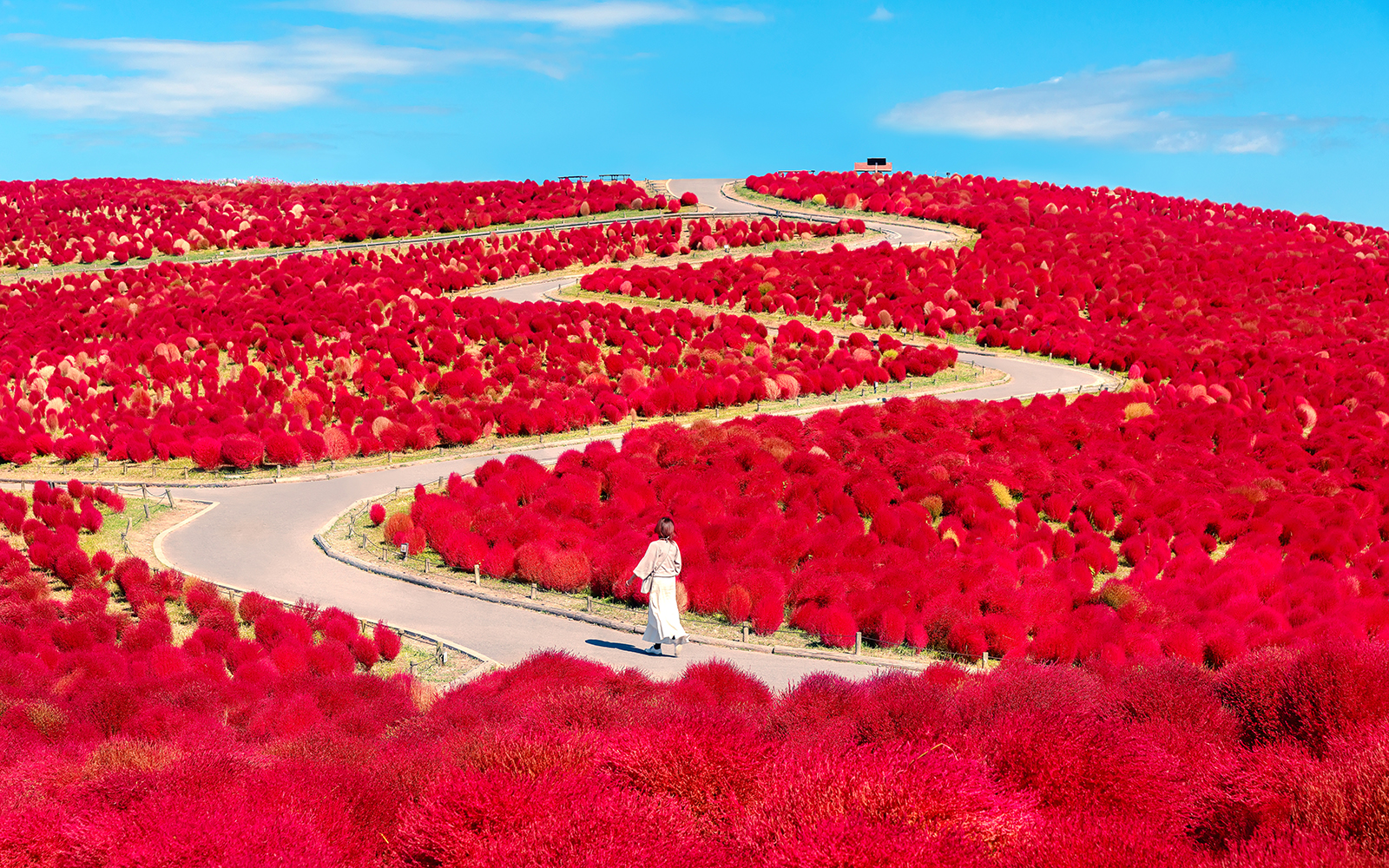 Hitachi Seaside Park