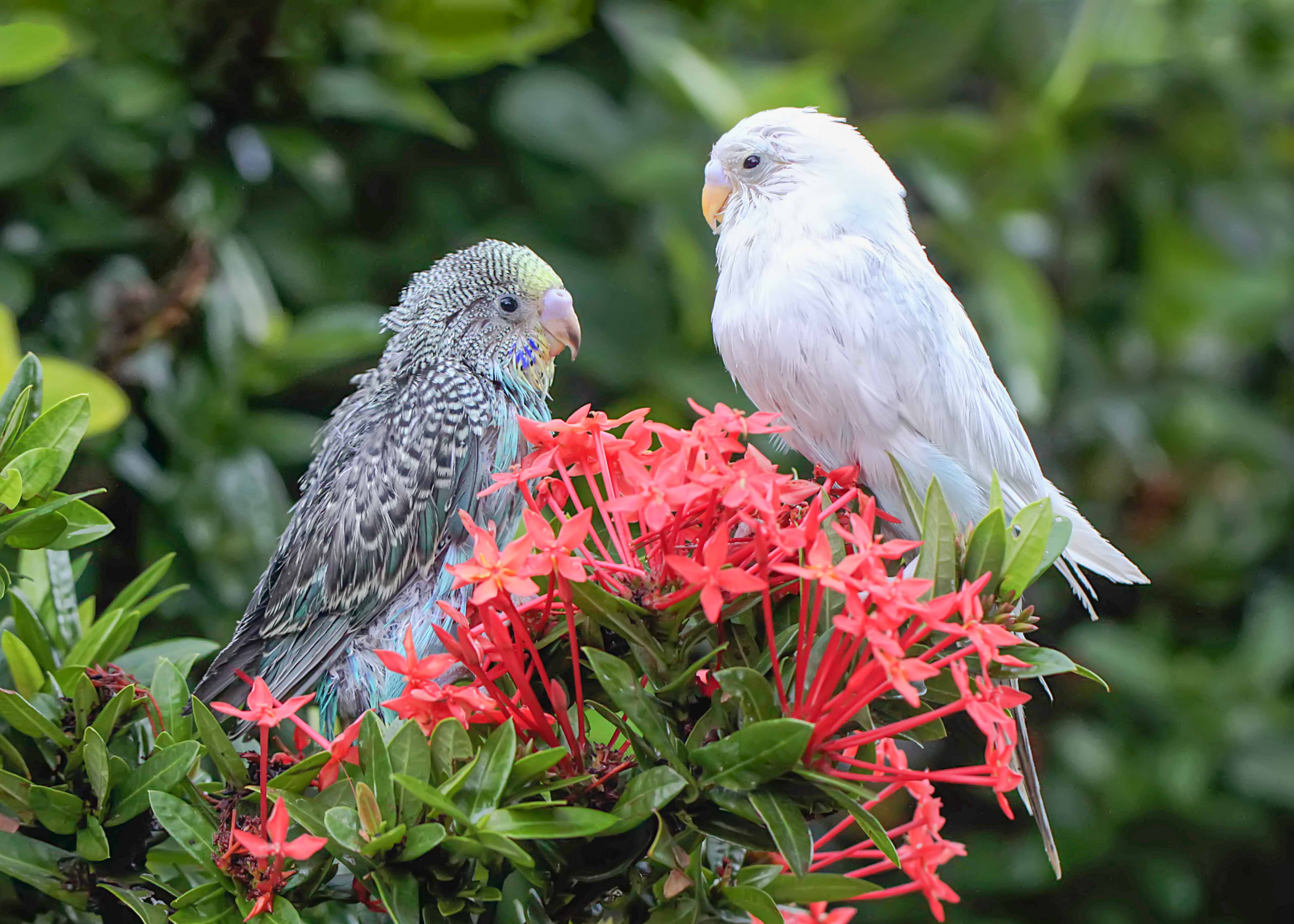 Two budgies perched on vibrant red flowers in a lush green setting.