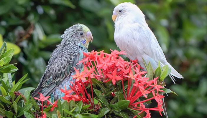 Two budgies perched on vibrant red flowers in a lush green setting.