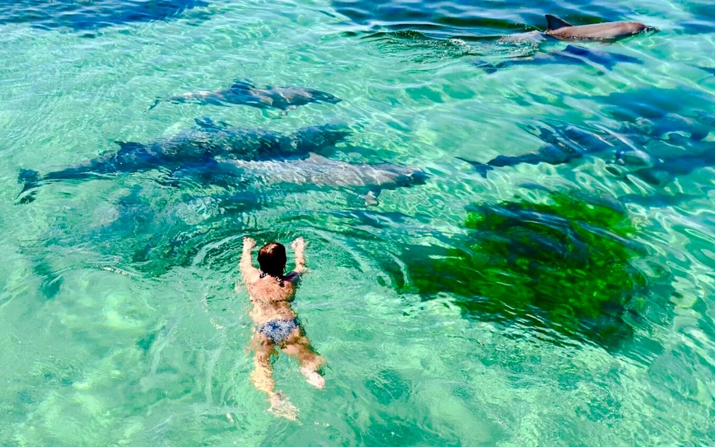 Snorkeler near dolphins in clear water, Kangaroo Island.