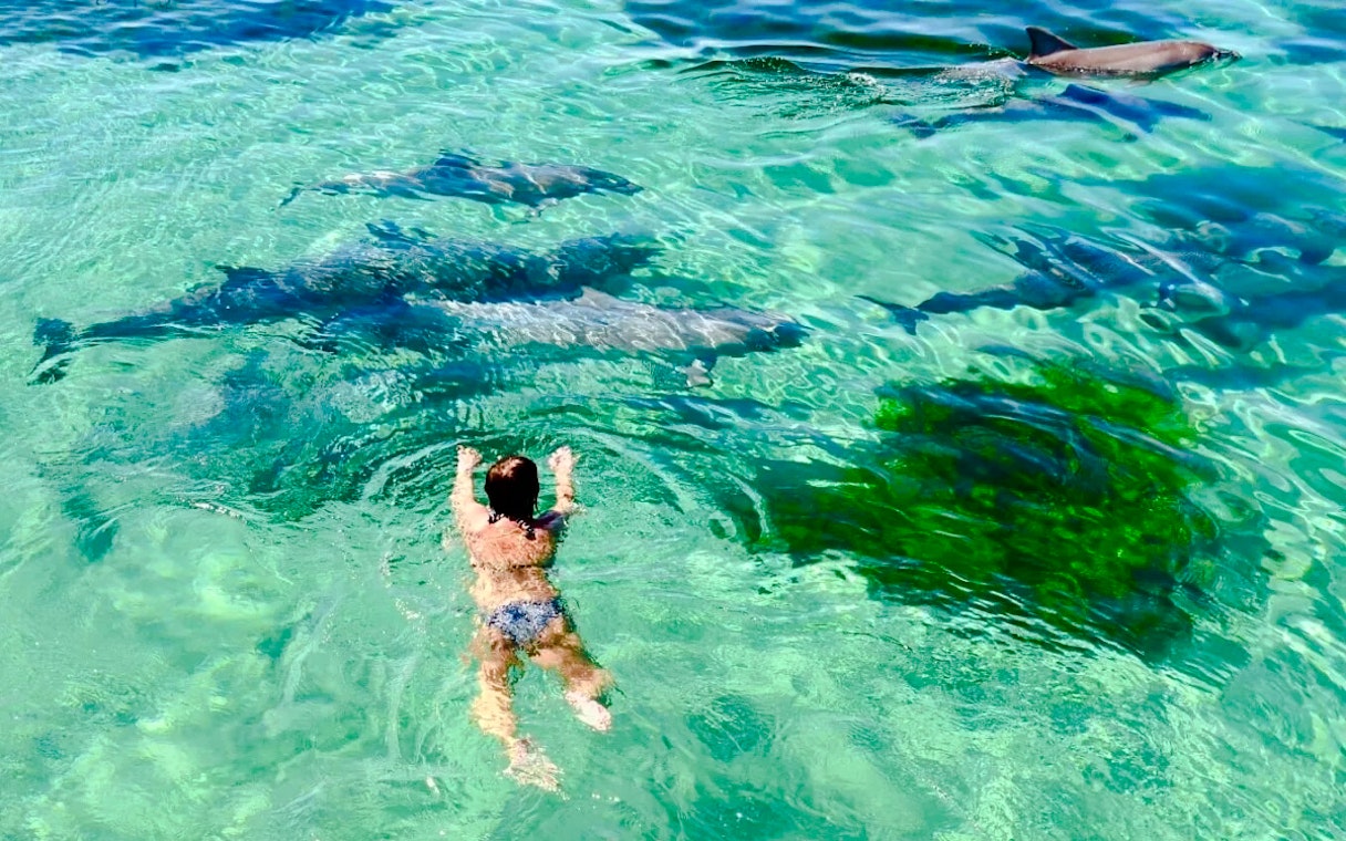 Snorkeler near dolphins in clear water, Kangaroo Island.