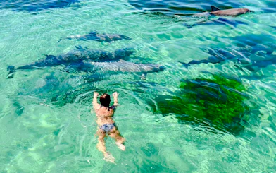 Snorkeler near dolphins in clear water, Kangaroo Island.