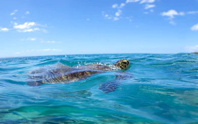 Hawaiian green sea turtle at ocean surface in clear blue water.