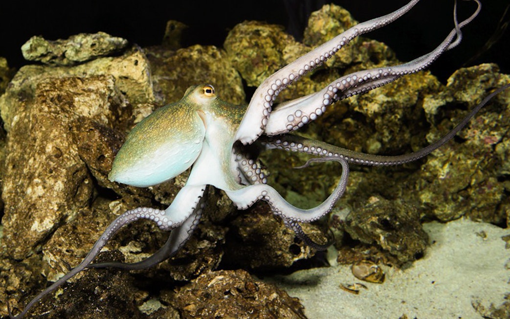 Octopus swimming among rocks at the Schönbrunn Zoo Aquarium.