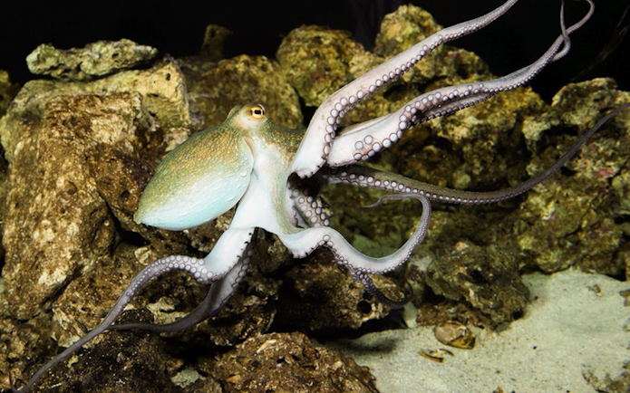 Octopus swimming among rocks at the Schönbrunn Zoo Aquarium.