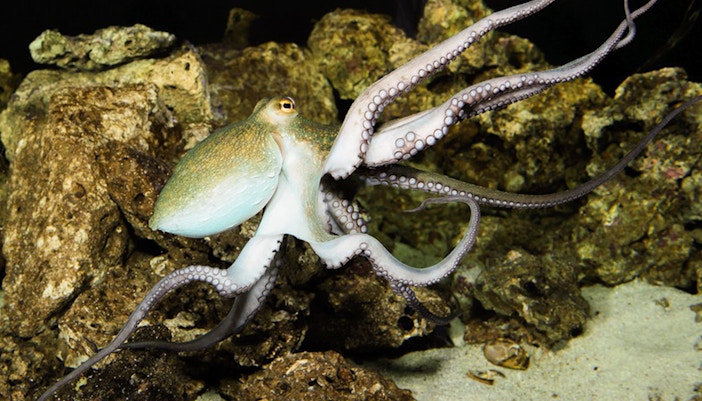 Aquarium and Terrarium - Schonbrunn Zoo