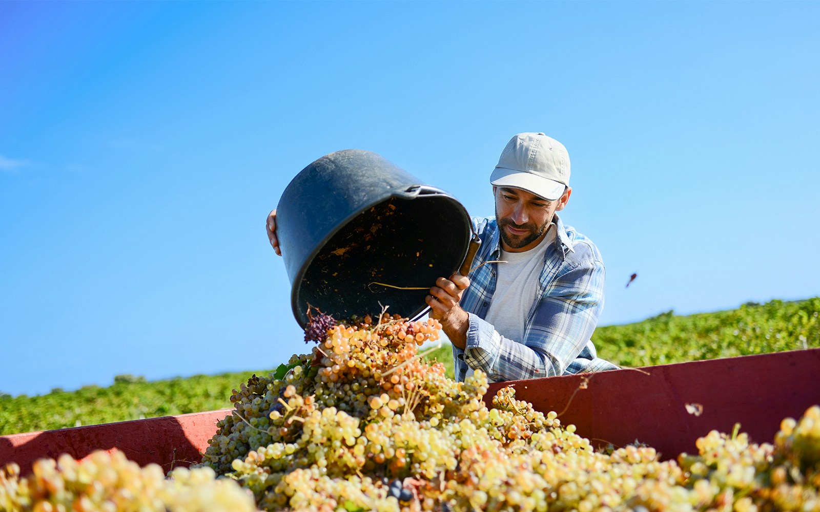Handsome man farmer in the vine, harvesting grapes during wine harvest season in vineyard