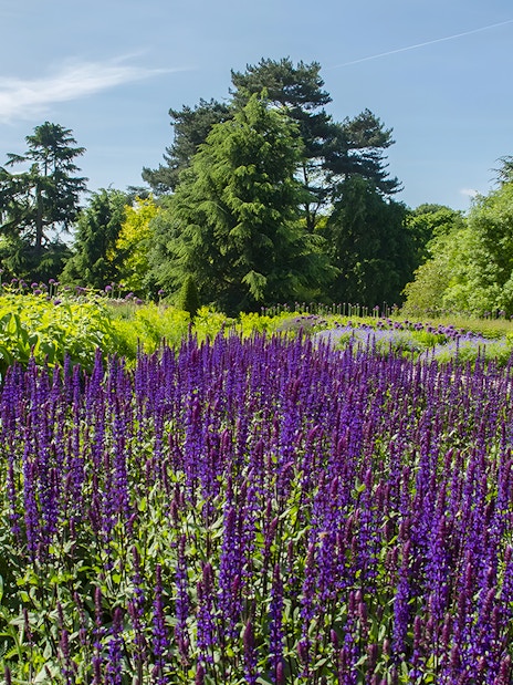 Kew Gardens vibrant purple flowers and lush greenery under a clear sky.
