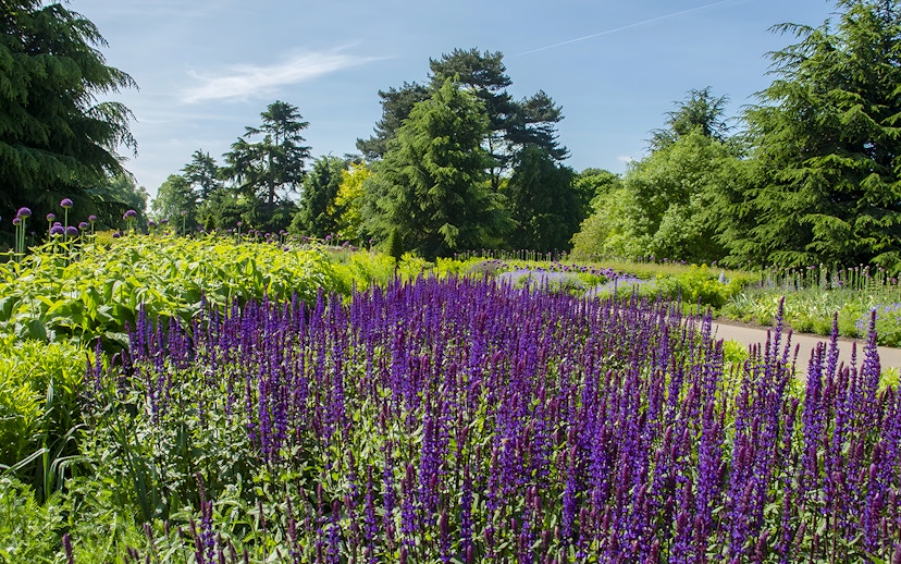 Kew Gardens vibrant purple flowers and lush greenery under a clear sky.