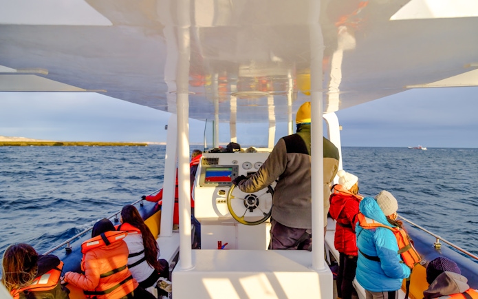 Boat captain steering tourists on a wildlife tour to see dolphins, seals, and whales.