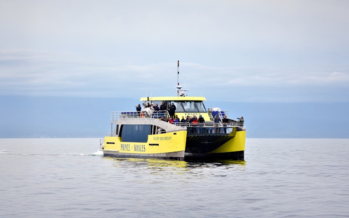 Highspeed catamaran Salish Sea Dream on a whale watching tour by Prince of Whales.