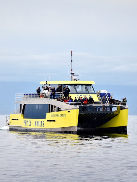 Highspeed catamaran Salish Sea Dream on a whale watching tour by Prince of Whales.