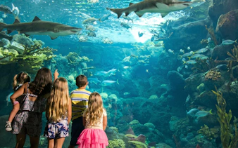 Children observing sharks at Istanbul Aquarium.