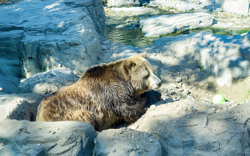 Grizzly bear resting in rocky enclosure at Central Park Zoo, New York.