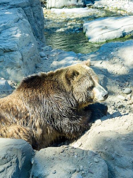 Grizzly bear resting in rocky enclosure at Central Park Zoo, New York.