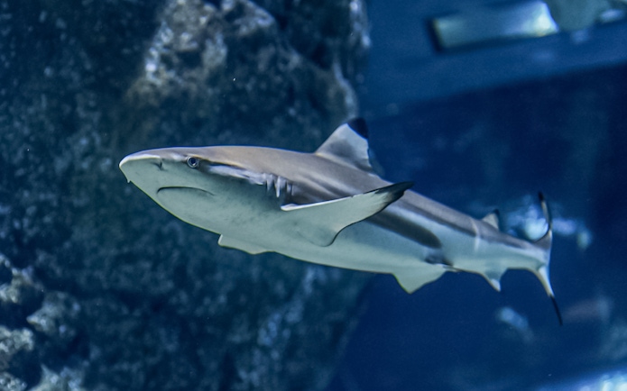 Blacktip reef shark swimming in an aquarium.