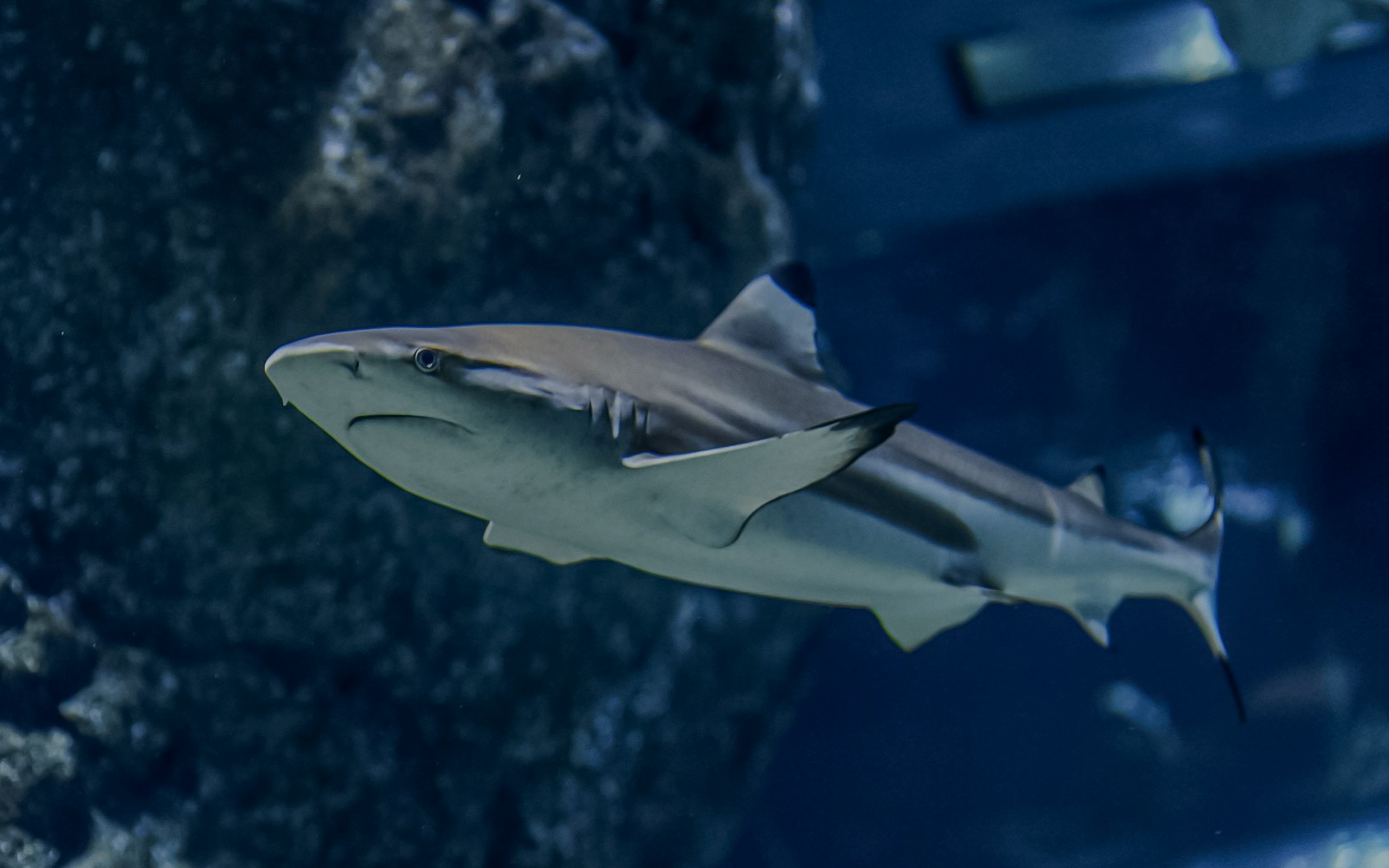 Blacktip reef shark swimming in an aquarium.