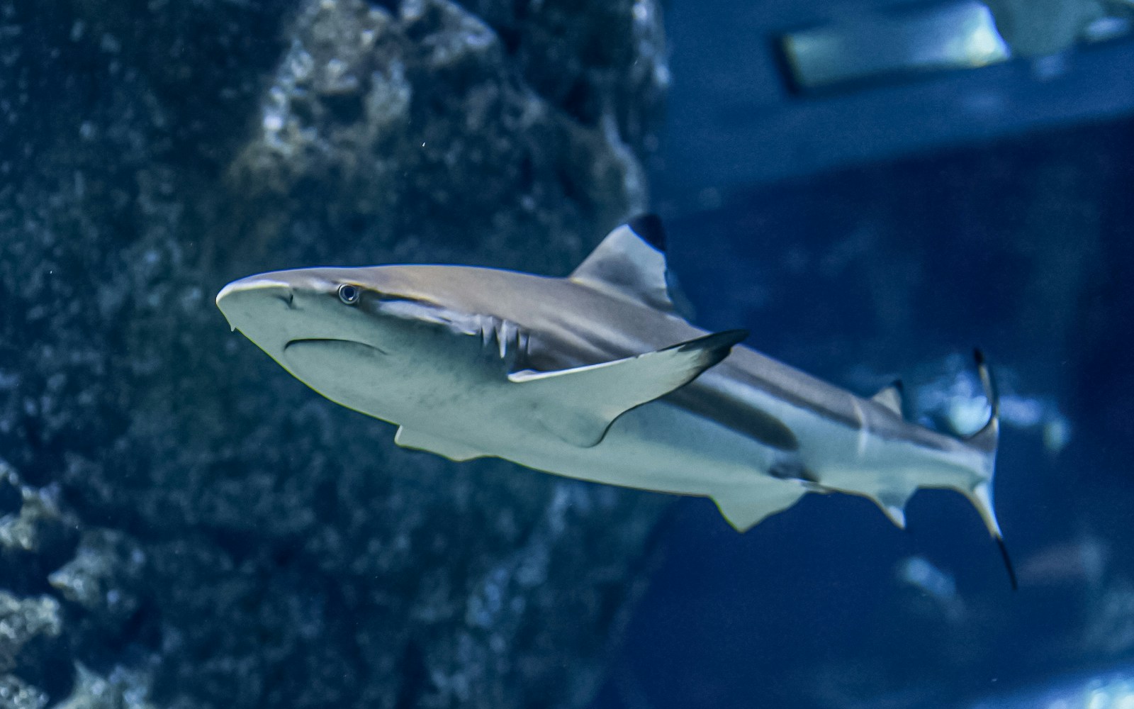 Blacktip reef shark swimming in an aquarium.