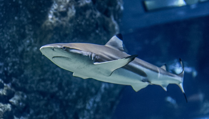 Blacktip reef shark swimming in an aquarium.