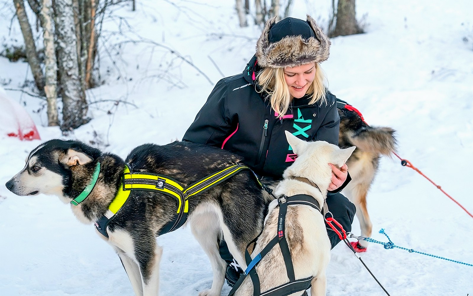 Husky sledding guide with dogs in snowy Rovaniemi forest.