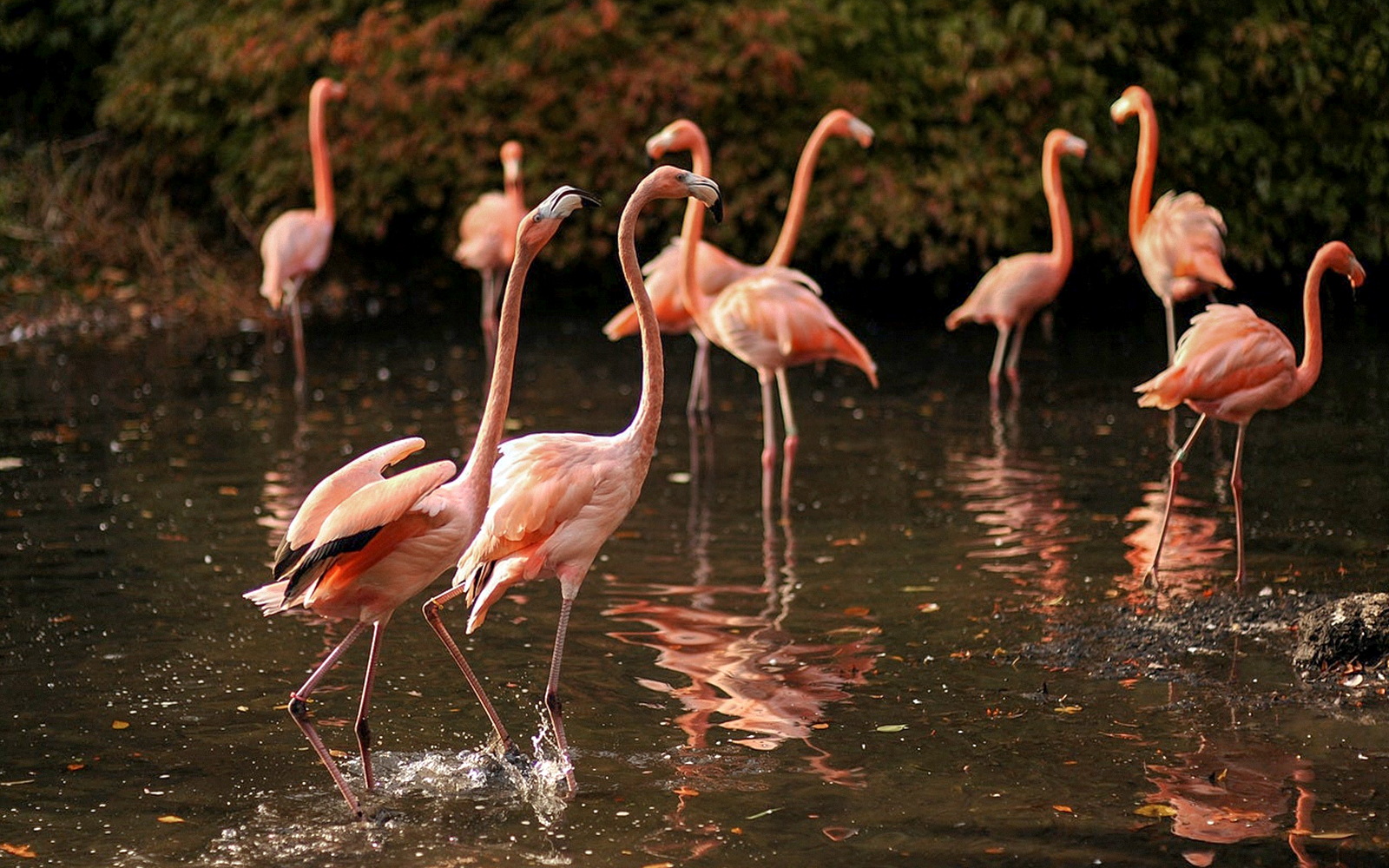 Flamingos wading in water at Bronx Zoo.