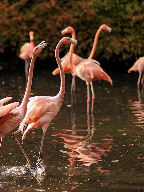 Flamingos wading in water at Bronx Zoo.