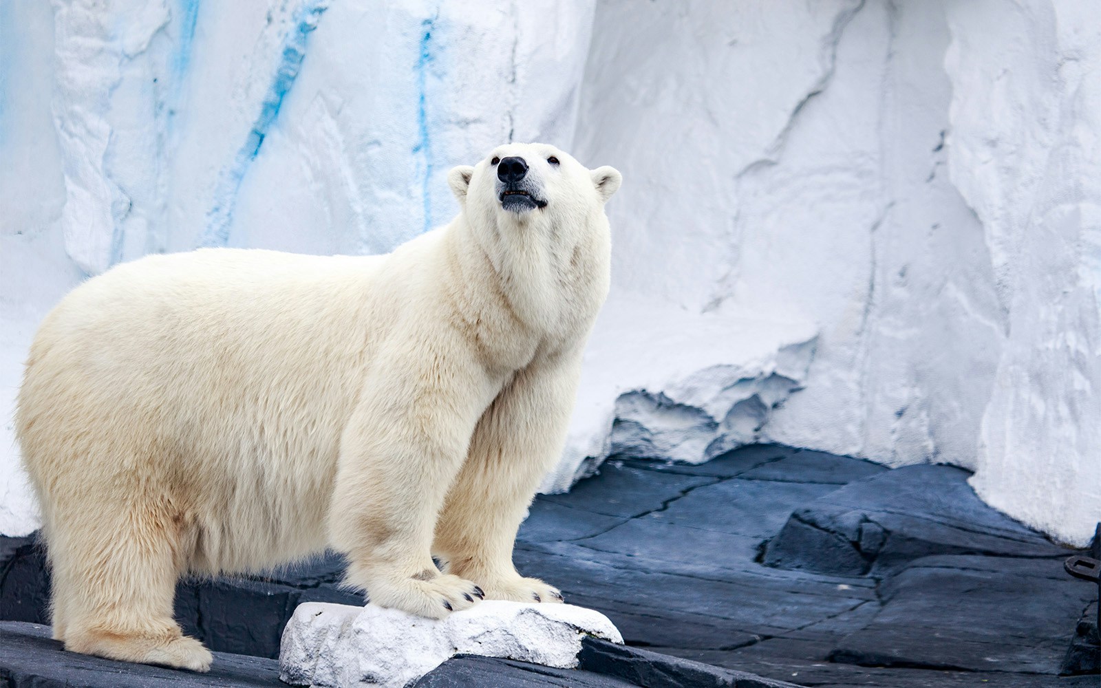 Polar bear standing on rocky terrain at San Diego Zoo.
