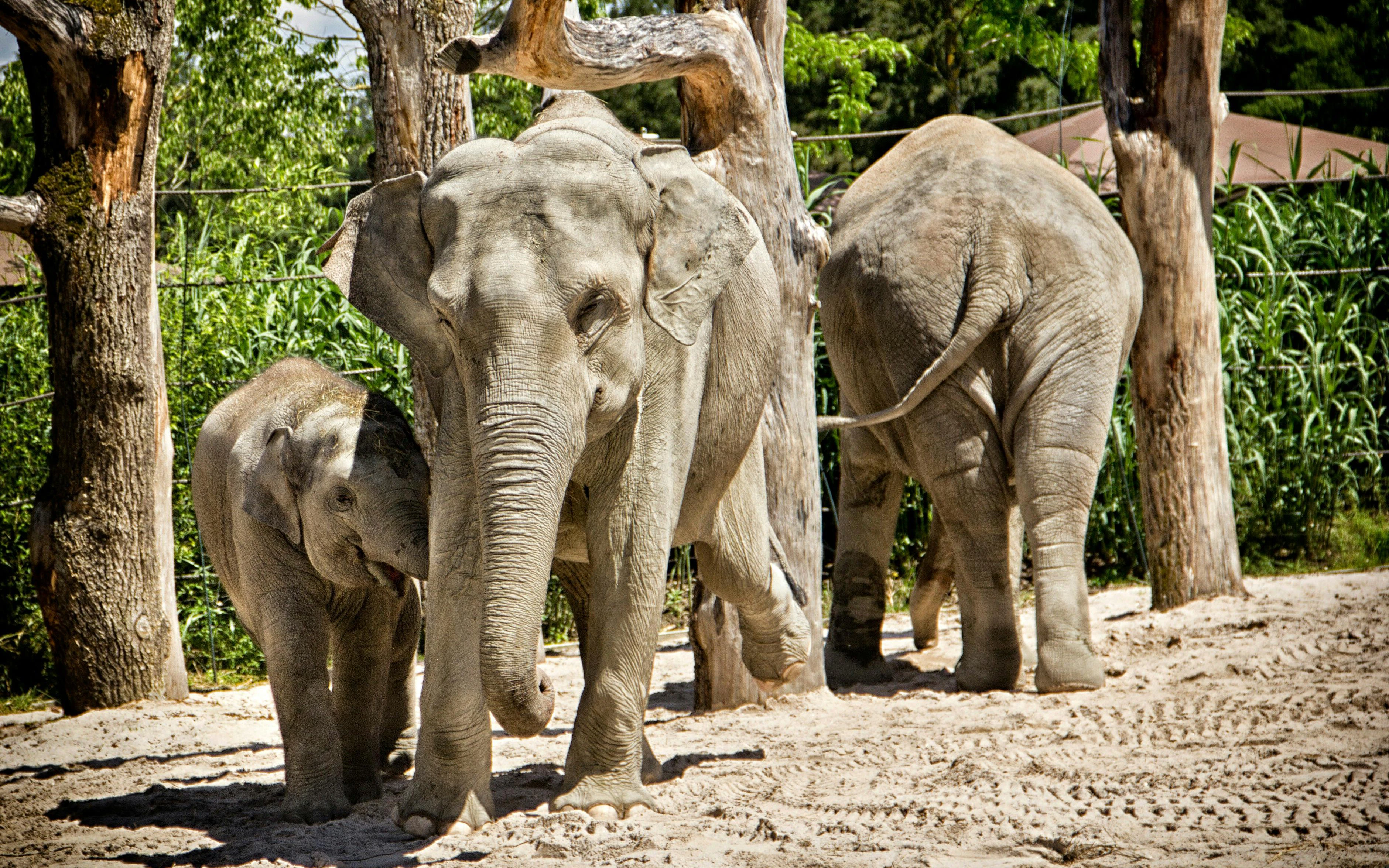 Image highlighting elephants at Zoo Zürich
