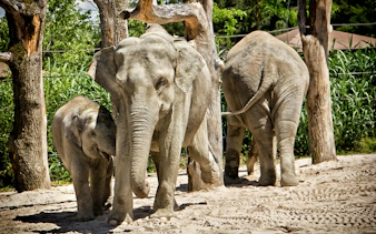 Elephants standing together at Zurich Zoo enclosure.