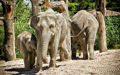 Elephants standing together at Zurich Zoo enclosure.