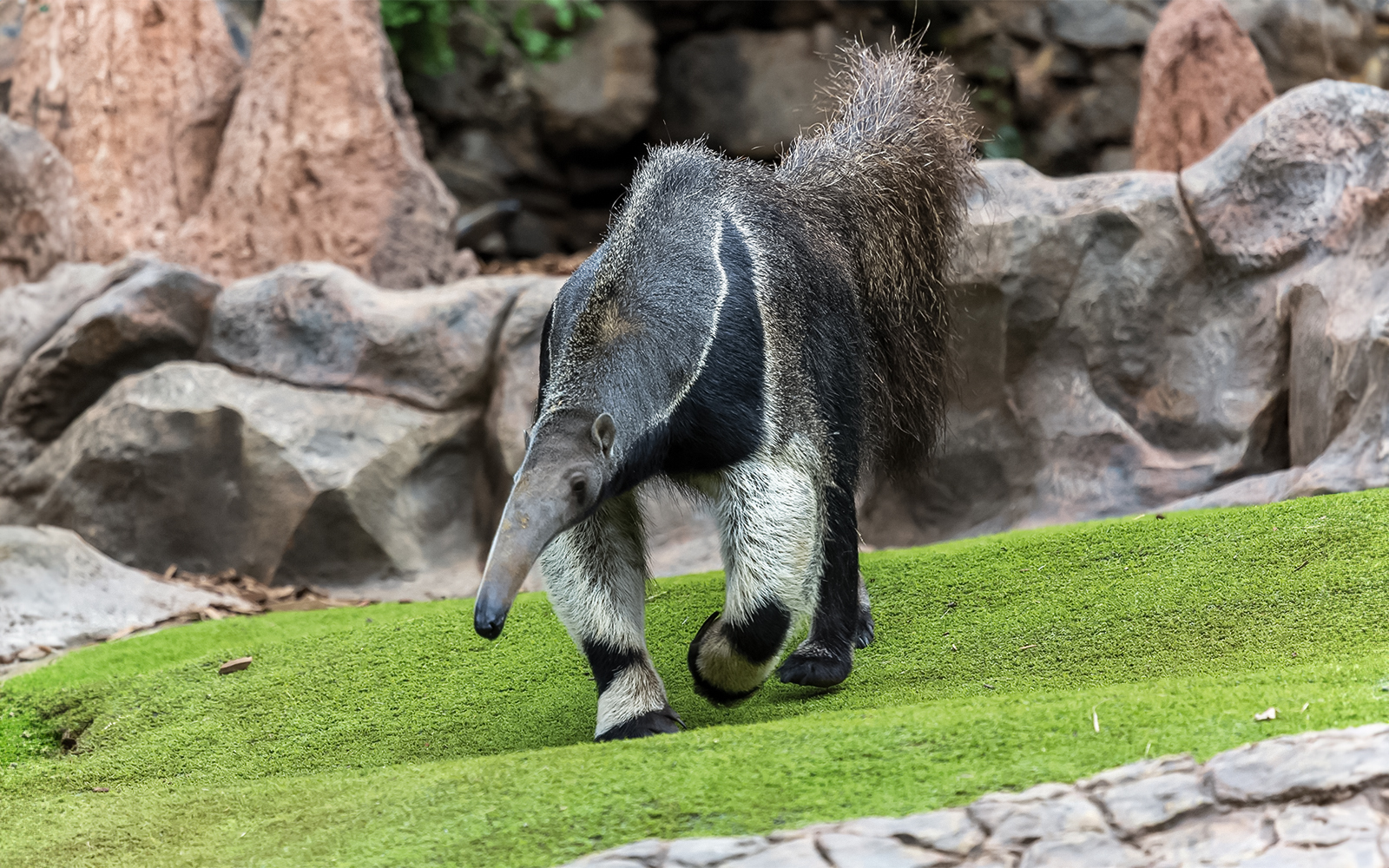 Anteater walking on grass at Loro Park, Tenerife.
