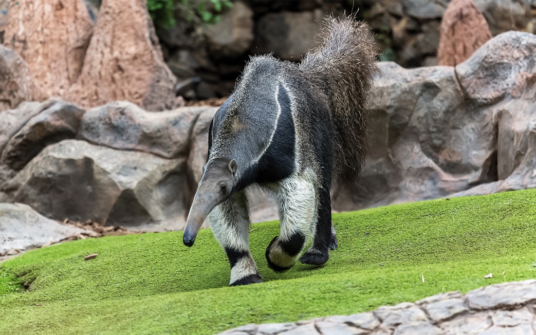 Anteater walking on grass at Loro Park, Tenerife.
