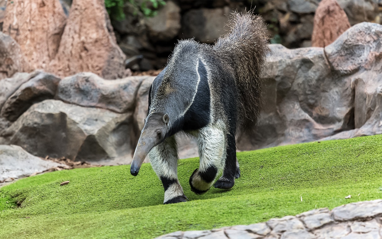 Anteater walking on grass at Loro Park, Tenerife.