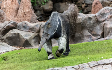Anteater walking on grass at Loro Park, Tenerife.