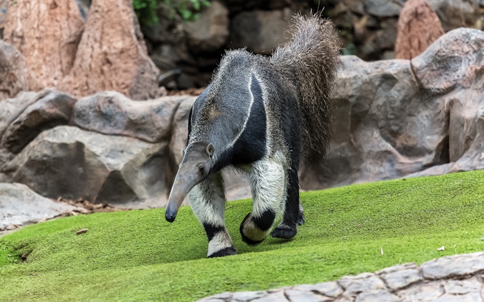 Anteater walking on grass at Loro Park, Tenerife.