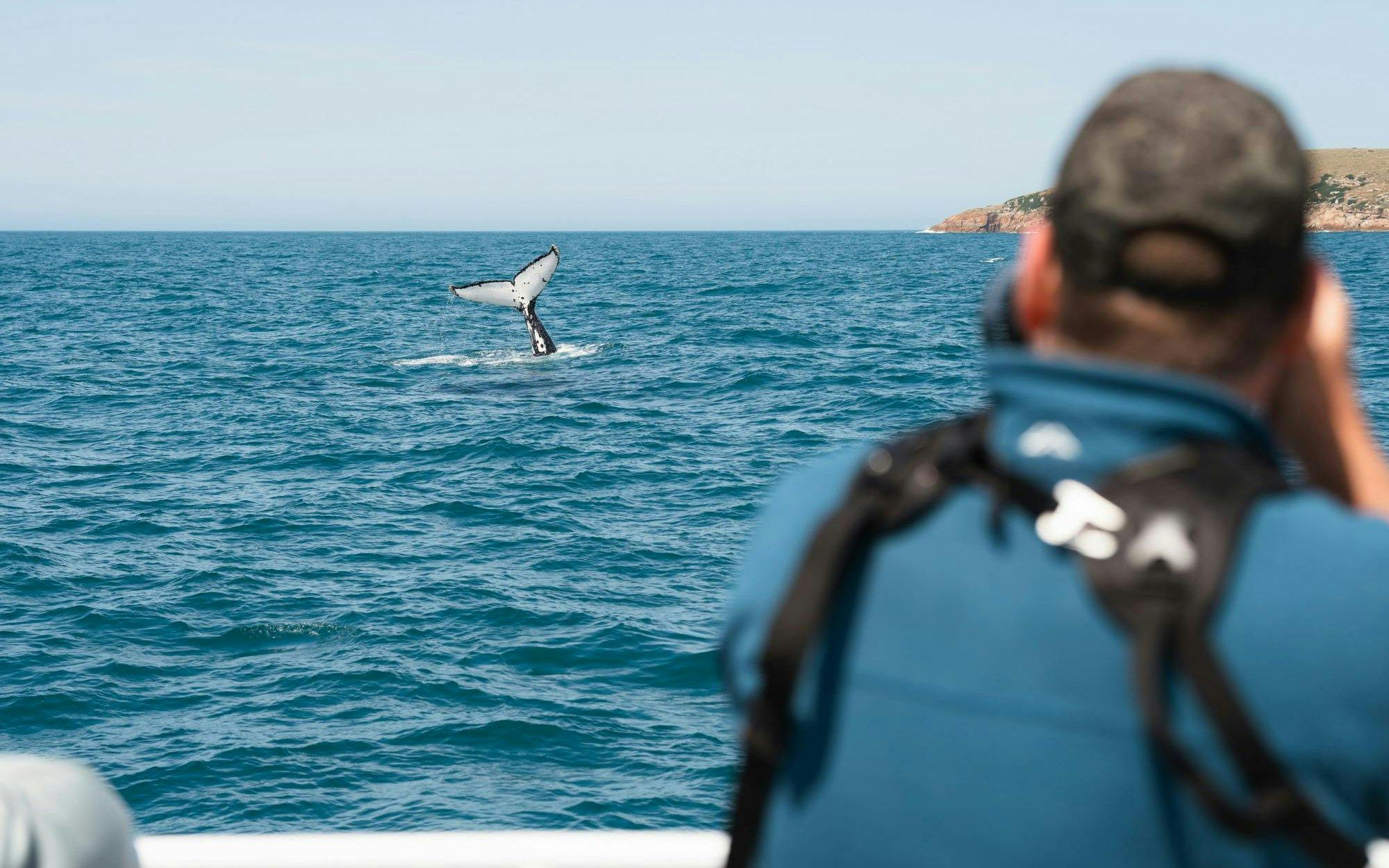 Whale tail visible from boat during Wilsons Prom Whale Adventure Cruise.