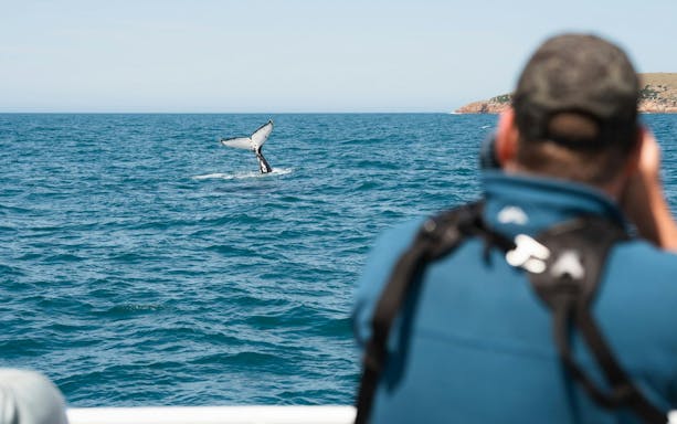Whale tail visible from boat during Wilsons Prom Whale Adventure Cruise.