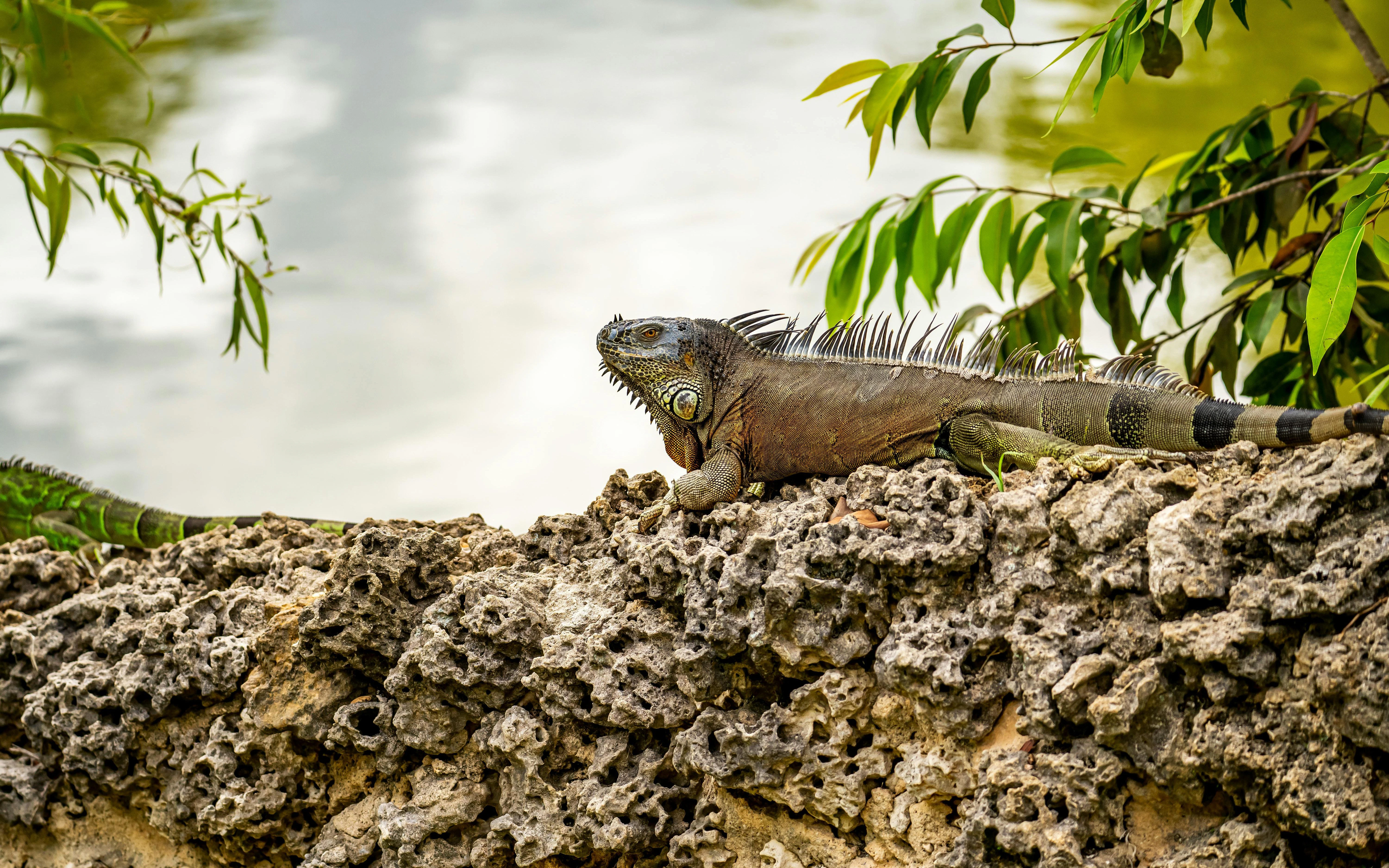 Green iguana resting on a rocky surface near a pond with surrounding foliage.