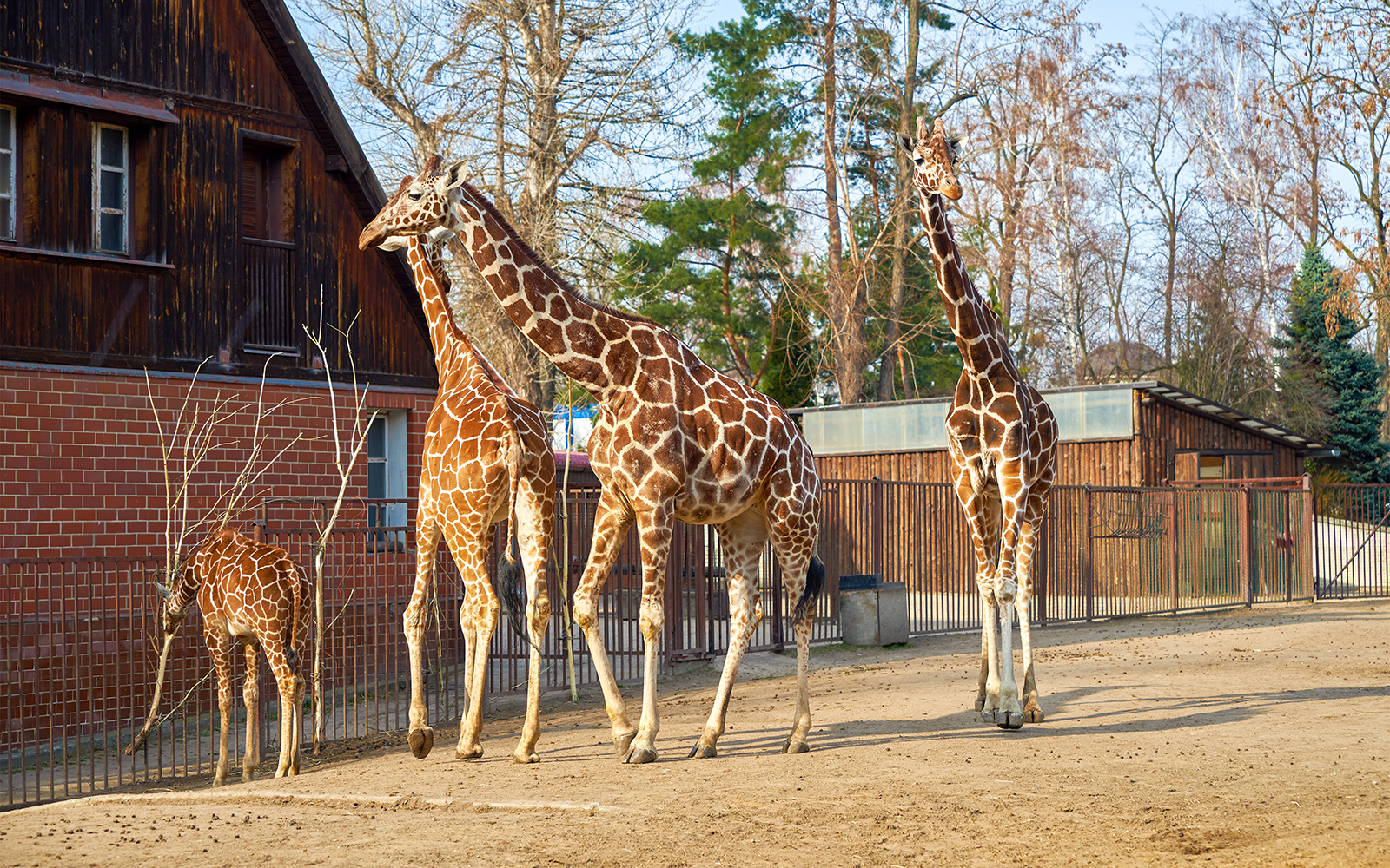 Giraffes walking in an enclosure at Wroclaw Zoo.